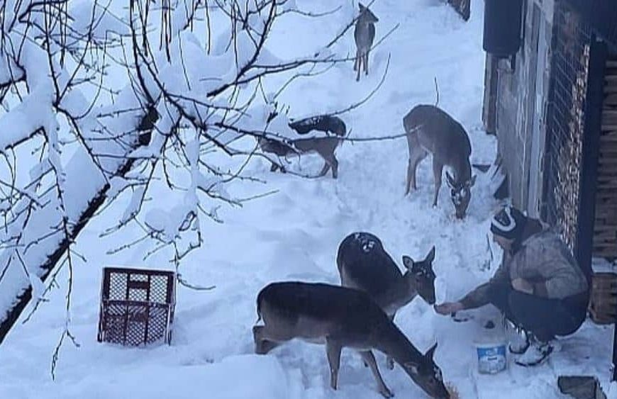 Nesvakidašnji prizor u Bosni i Hercegovini: Četiri srne i srndać prišli čovjeku i jeli mu iz ruke